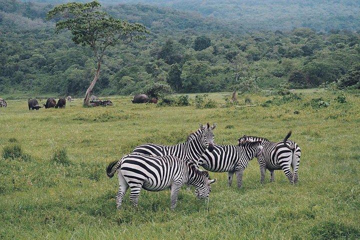 Full Day Private Safari Tour - Arusha National Park
