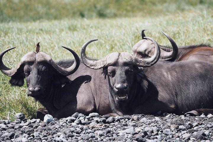 Full Day Private Safari Tour - Arusha National Park