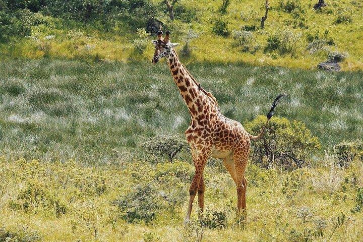 Full Day Private Safari Tour - Arusha National Park