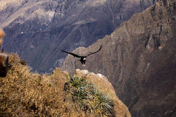 2 day 1 night trek / Colca Canyon