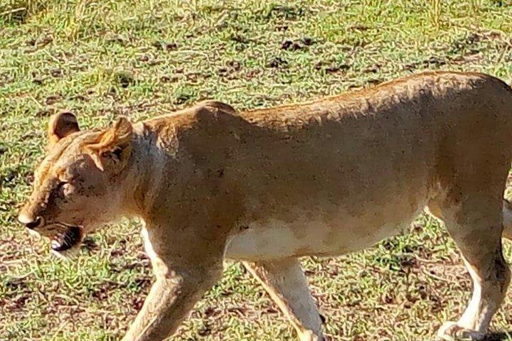 7 Days Mara/L.Naivasha/L.Nakuru/Amboseli