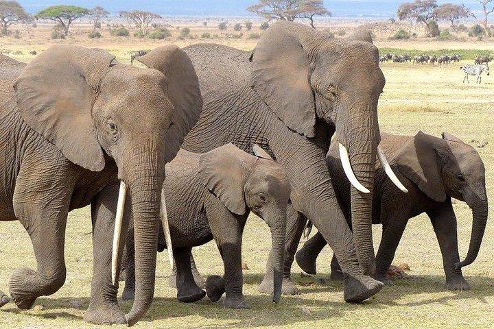 7 Days Mara/L.Naivasha/L.Nakuru/Amboseli