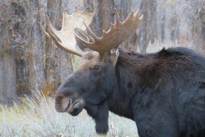 Grand Teton National Park - Full-Day Guided Tour from Jackson Hole