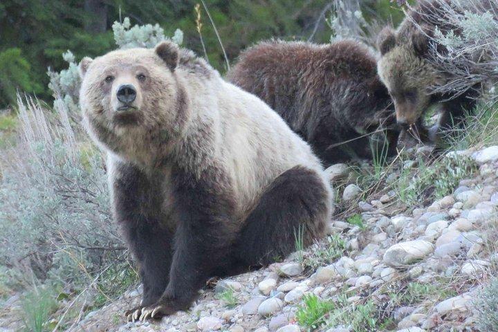 Yellowstone National Park - Full-Day Lower Loop Tour from Jackson