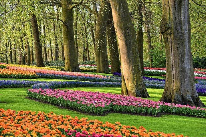 Tour to the Keukenhof Tulip fields from The Hague