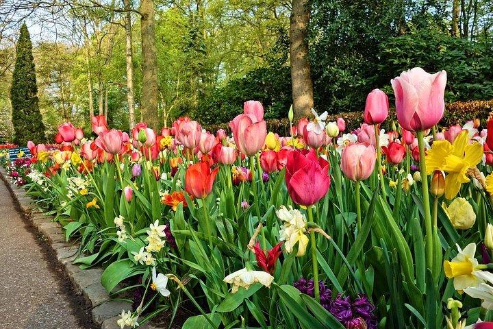 Tour to the Keukenhof Tulip fields from The Hague
