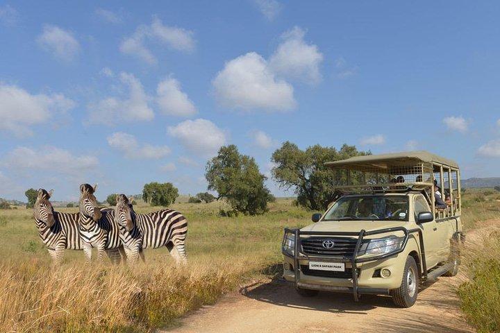 Half Day Lion Park tour from Johannesburg or Pretoria