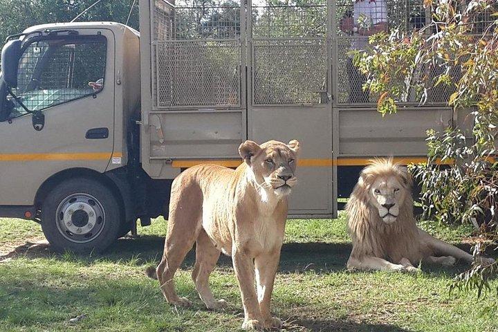 Half Day Lion Park tour from Johannesburg or Pretoria