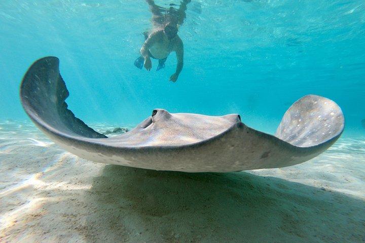 Private Boat Tour of Moorea Lagoon with Underwater Photography