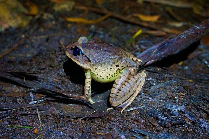 Koalas, Glow Worms & Kangaroos - Nature & Rainforest Walk