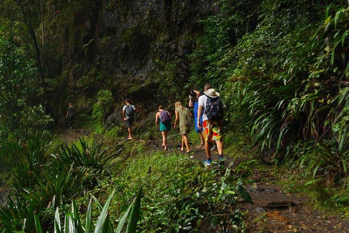Glow Worms - Nocturnal Rainforest/Waterfall Adventure