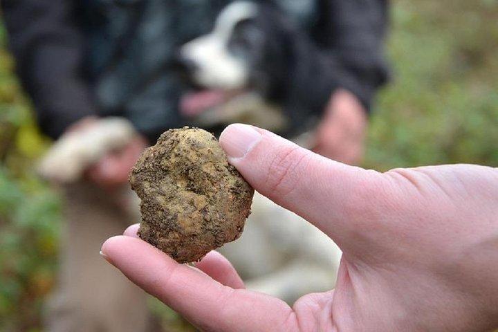 Truffle Hunting in the Tuscany Hills of Florence
