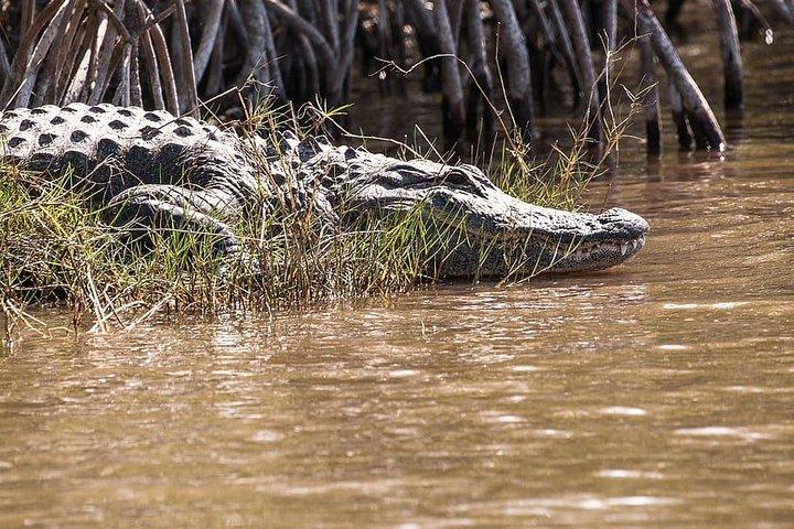 Private 4-hour Tour of Everglades from Miami Dade