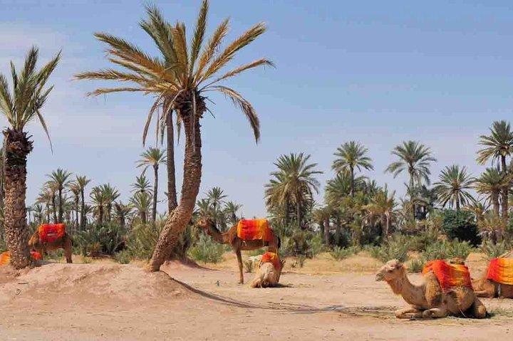Camel Ride in Marrakech