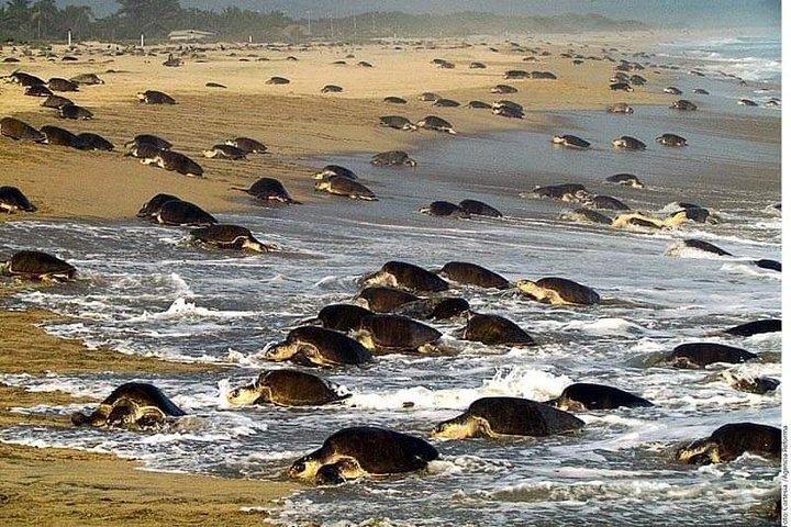 Baby Turtle Release in Coyote Escobilla Beach