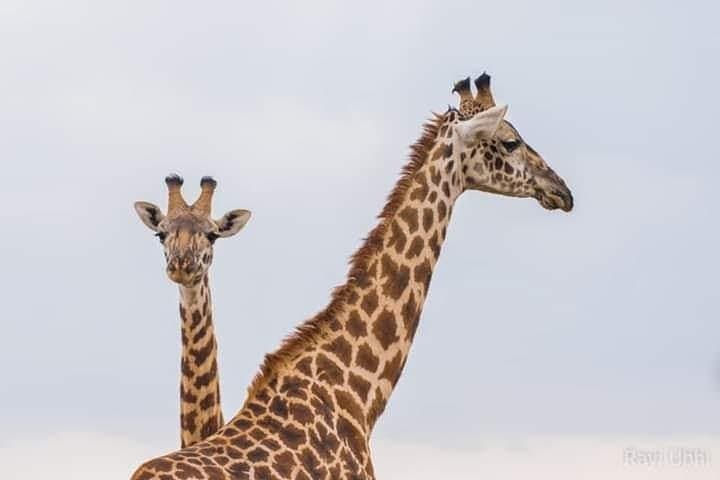 1 Day tour of Lake Nakuru National Park