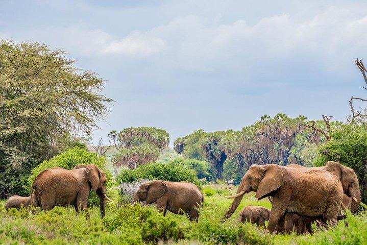 3 Day Samburu Safari