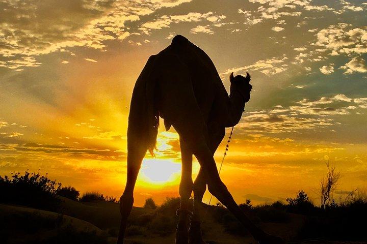 An Overnight Non-touristic Camel Safari (2PM to 11:30 AM Next Day)