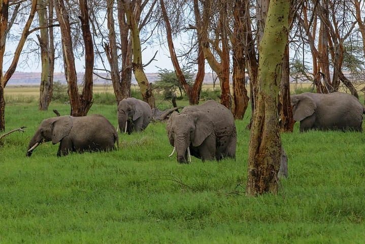 Day Tour To Amboseli National Park