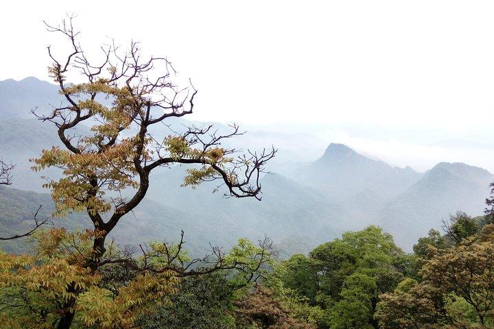 Dujiangyan and Taoist Mount Qingcheng Day Tour