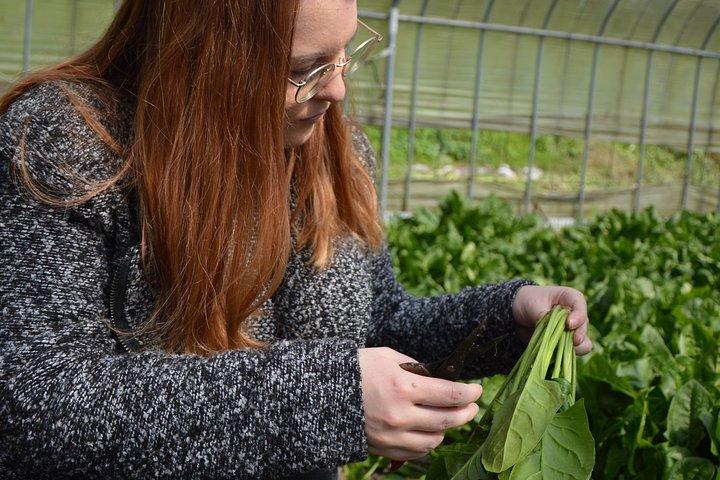 Aso Caldera and Farm Experience Tour