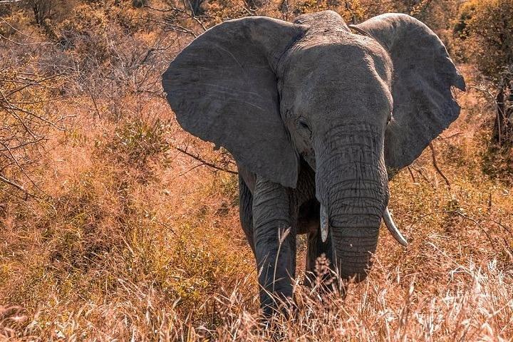 5 Day Amboseli & Tsavo West Safari