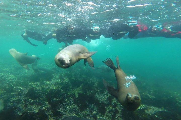 Snorkeling with Sea Lions and Wildlife Adventure