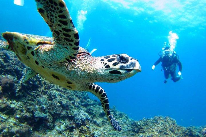 Isla de la Plata Snorkeling Tour – Machalilla National Park