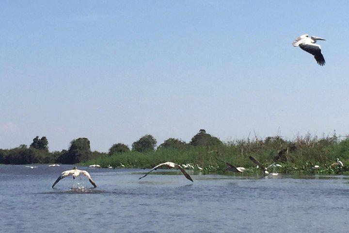 Private Tour Prek Toal Bird Sanctuary Off Beaten Track
