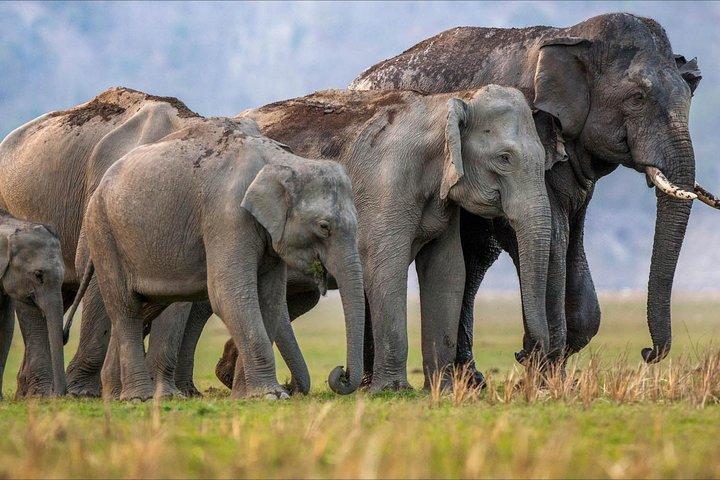 Rishikesh: Open Jeep Safari in Rajaji National Park