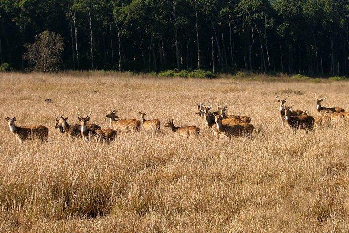 Rishikesh: Open Jeep Safari in Rajaji National Park