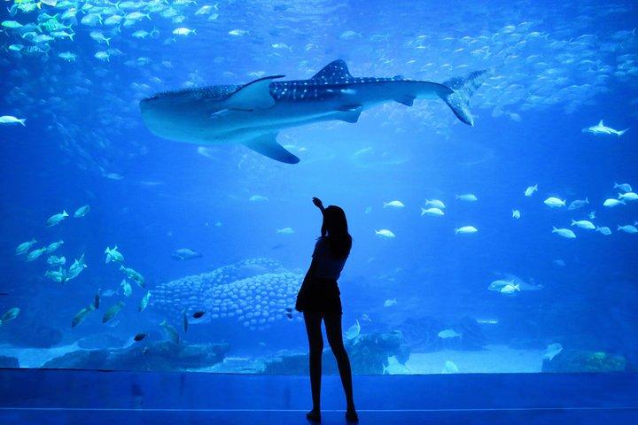 Dubai Aquarium and Underwater Zoo Admission Ticket with Options