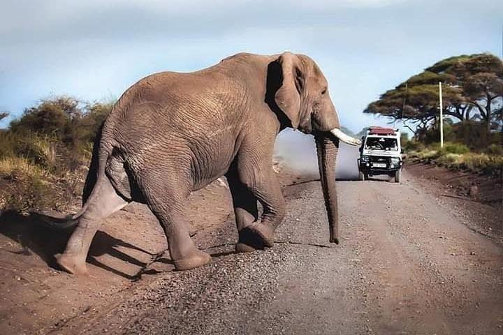 1 Day safari to Amboseli National park.