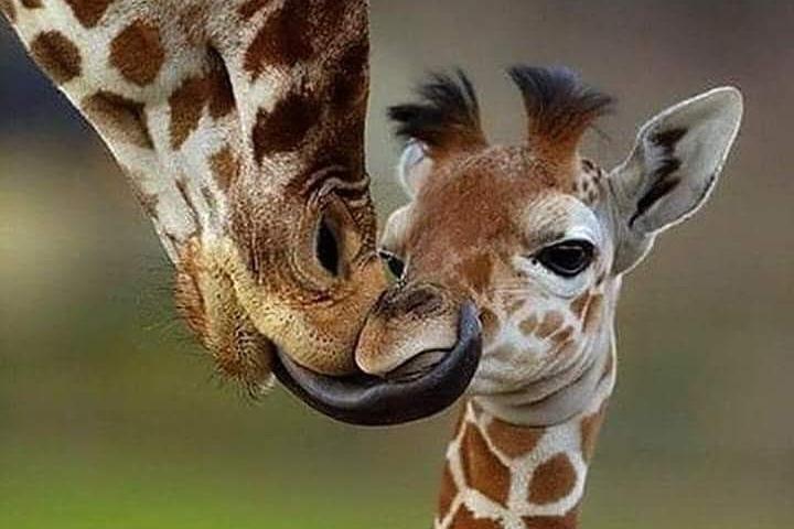1 Day safari to Amboseli National park.