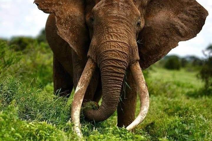 1 Day safari to Amboseli National park.