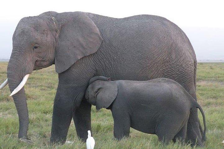 2 Days Amboseli All Inclusive Safari