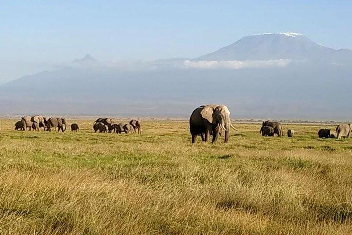 2 Days Amboseli All Inclusive Safari