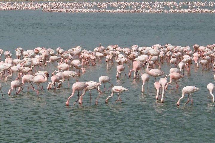 2 Days Amboseli All Inclusive Safari
