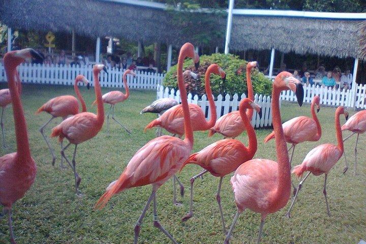 Airport to Atlantis Private Transportation service and Paradise Island Hotels