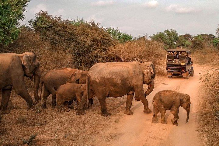 Udawalawe Safari & Waulpane Caving day tour from Colombo