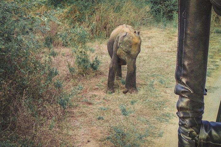 Udawalawe Safari & Waulpane Caving day tour from Colombo