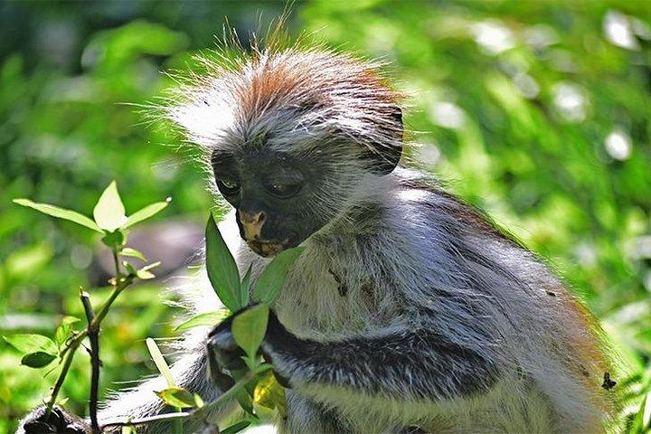 Jozani Forest Reserve Half-Day Guided Tour from Zanzibar