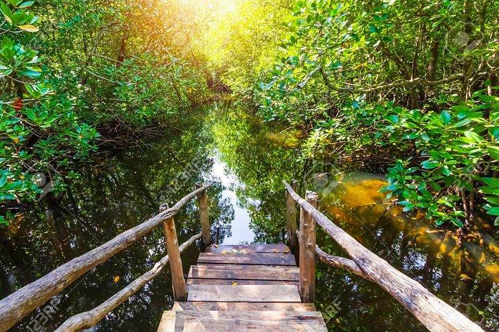 Jozani Forest Reserve Half-Day Guided Tour from Zanzibar
