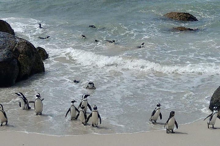 Hermanus Whale Watching and Stony Point Penguins Full Day Tour