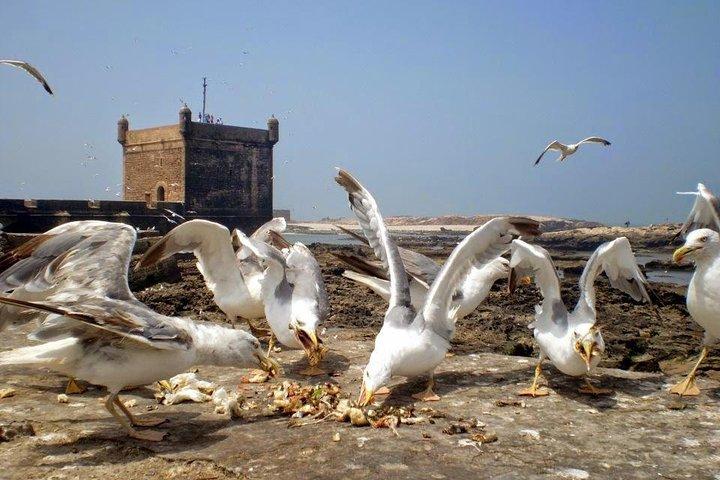 Shared Group Day Trip from Marrakech to Essaouira