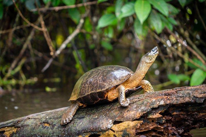 Electric Canoe Tour in Tortuguero National Park