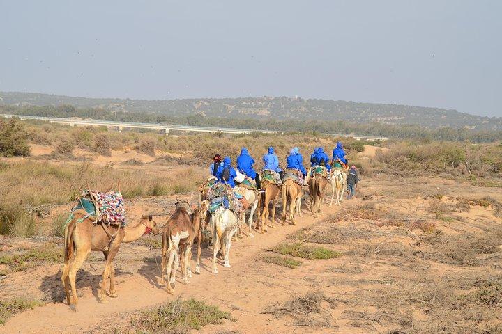 Essaouira 2-Hour Camel Adventure Ride