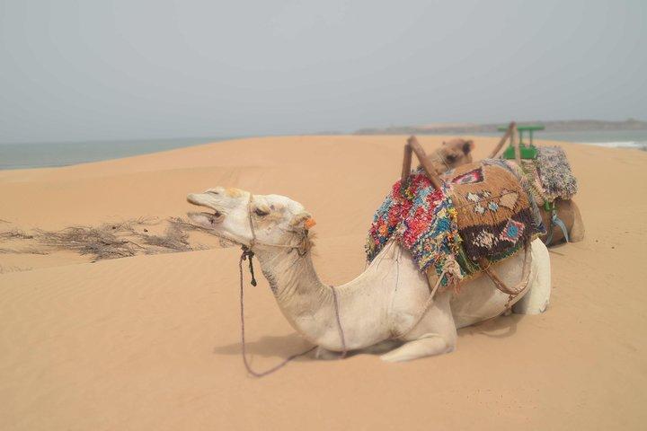 Essaouira 2-Hour Camel Adventure Ride