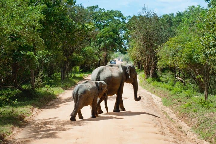 5 days Maasai mara/Nakuru/Naivasha safari