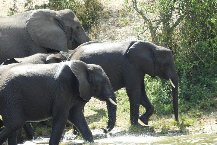 4 days Gorilla trekking and wildlife experience